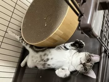 YS 様のお迎えした子猫