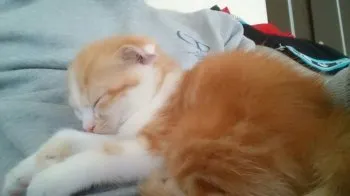 パンパンパン 様のお迎えした子猫