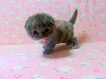 中出　弓子 様のお迎えした子猫