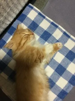 ナウシカのテト 様のお迎えした子猫