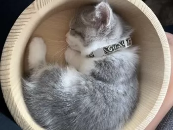 タカタカ 様のお迎えした子猫
