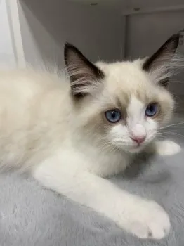 A.K 様のお迎えした子猫