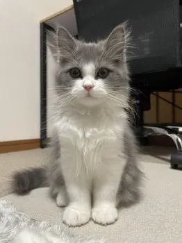 またこ 様のお迎えした子猫