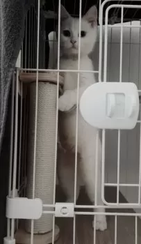 HR 様のお迎えした子猫