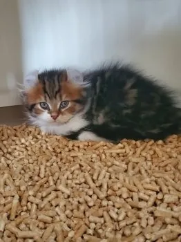 あるてぃ&びーてぃ 様のお迎えした子猫