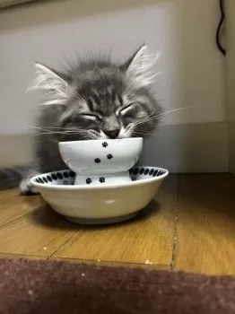 A.T 様のお迎えした子猫