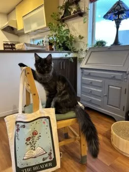 Lundman 様のお迎えした子猫