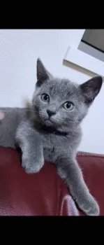 シドニー 様のお迎えした子猫