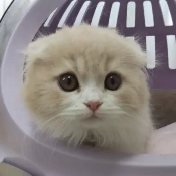 T.A 様のお迎えした子猫