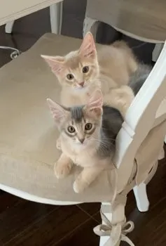 rinrei 様のお迎えした子猫