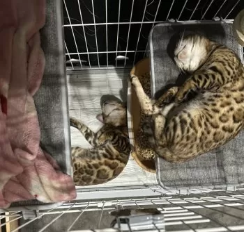 M.Ｉ 様のお迎えした子猫