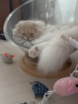 K.K 様のお迎えした子猫