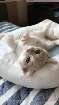 らんきち 様のお迎えした子猫