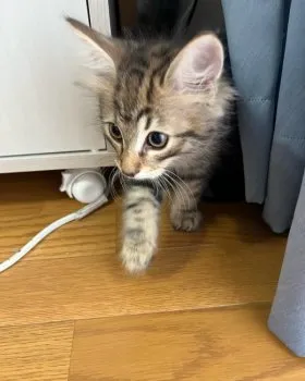 まるこ 様のお迎えした子猫