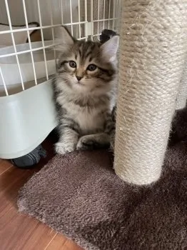 ぼん 様のお迎えした子猫