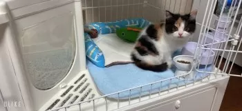 tomo 様のお迎えした子猫