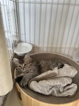 S.K 様のお迎えした子猫