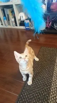 アポロ 様のお迎えした子猫