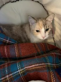 しほ 様のお迎えした子猫