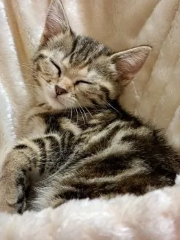sdmm 様のお迎えした子猫