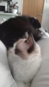 D.K 様のお迎えした子猫