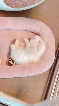 T.S 様のお迎えした子猫