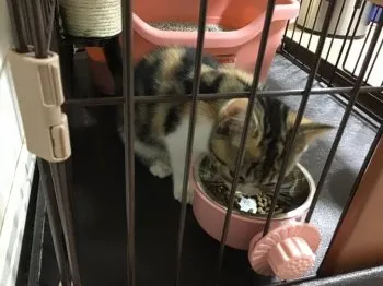 A.S 様のお迎えした子猫
