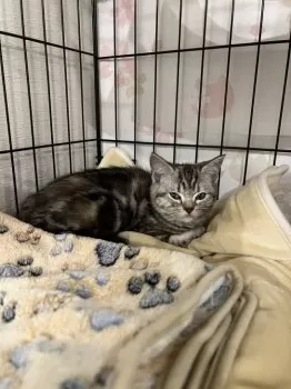 わたあめ 様のお迎えした子猫