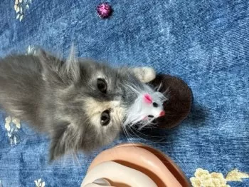 coco 様のお迎えした子猫
