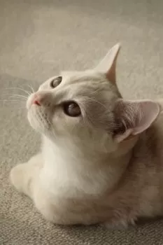 R.H 様のお迎えした子猫