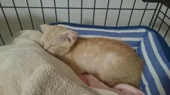 こうた 様のお迎えした子猫