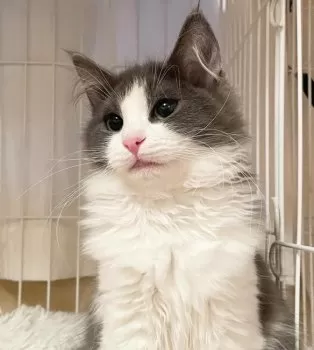 タイママ 様のお迎えした子猫