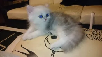 渡辺 様のお迎えした子猫