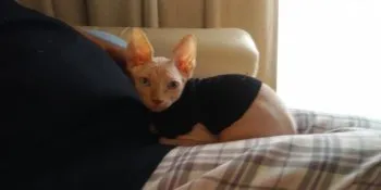 チュン 様のお迎えした子猫