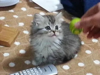 パンちゃん 様のお迎えした子猫