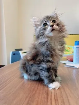 M.A 様のお迎えした子猫