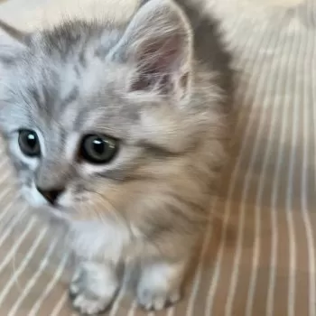 m 様のお迎えした子猫