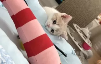 MK 様のお迎えした子猫