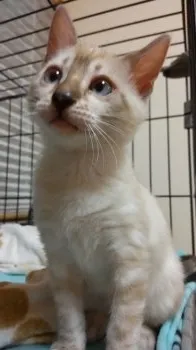 けんけん 様のお迎えした子猫