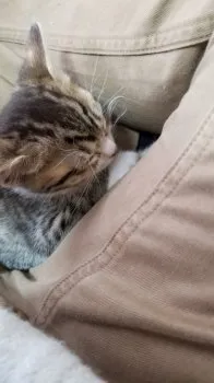K 様のお迎えした子猫