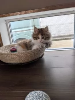 Y.Ｉ 様のお迎えした子猫
