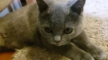 かなたん 様のお迎えした子猫