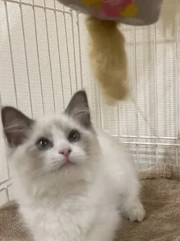 T.Y 様のお迎えした子猫