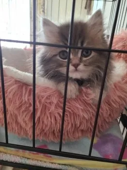 K.G 様のお迎えした子猫