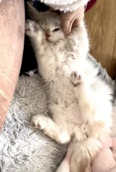 AAA 様のお迎えした子猫