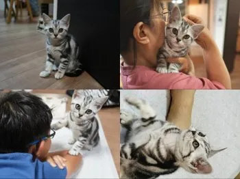 タンタン 様のお迎えした子猫