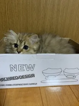 かぴばらどん 様のお迎えした子猫