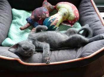 tomos 様のお迎えした子猫