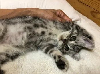 わみちゃん 様のお迎えした子猫