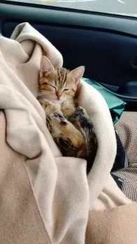 N. 様のお迎えした子猫